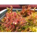 Семена Drosera (Росянка) Intermedia