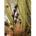 Семена Drosera (Росянка) Intermedia