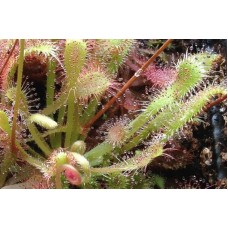 Семена Drosera (Росянка) Nidiformis