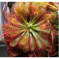 Семена Drosera (Росянка) Spatulata