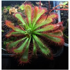 Семена Drosera (Росянка) Spatulata (Beenak, Victoria)