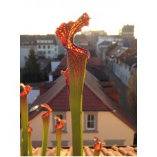 Семена Sarracenia (Саррацения) Flava hybride