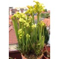 Семена Sarracenia (Саррацения) Flava ugelii
