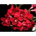 Семена Adenium Obesum Desert rose DOUBLE BLACK ROSES