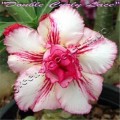 Семена Адениум (Adenium) Obesum DOUBLE CURLY LACE