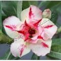 Семена Adenium Obesum Desert rose DOUBLE LOVE AT FIRST SIGHT