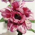 Семена Адениум (Adenium) Obesum DOUBLE PLUM PASSION