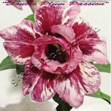 Семена Адениум Тучный DOUBLE PLUM PASSION
