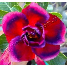 Семена Адениум Тучный DOUBLE RED PURPLISH