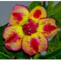 Семена Адениум (Adenium) Obesum DOUBLE SUNSET