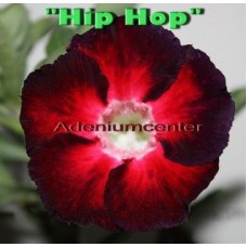 Семена Адениум Тучный HIP HOP