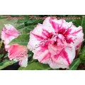 Семена Адениум (Adenium) Obesum TRIPLE PINK CAMILLIA