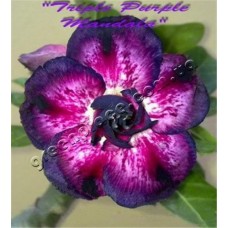Семена Адениум Тучный TRIPLE PURPLE MANDALA