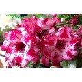 Семена Адениум (Adenium) Obesum TRIPLE RAIN KISS