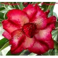 Семена Адениум (Adenium) Obesum TRIPLE SAND DUNE