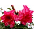 Семена Adenium Obesum Desert rose TRIPLE STAR