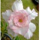 Семена Adenium Obesum Desert rose TRIPLE SWEET VALENTINE