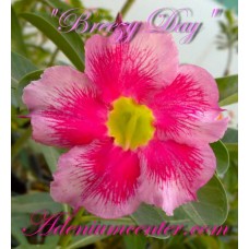 Семена Адениум Тучный BREEZY DAY