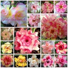 Семена Адениум Тучный DOUBLE-TRIPLE FLOWERS MIXED SET 1