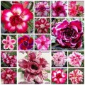 Семена Адениум (Adenium) Obesum  DOUBLE-TRIPLE FLOWERS MIXED SET 2