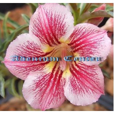 Семена Адениум Тучный DIAMOND PINK