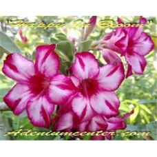 Семена Адениум Тучный HAPPY IN BLOOM