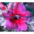 Семена Адениум (Adenium) Obesum KALEIDOSCOPE