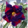 Растение Адениум (Adenium) Obesum DOUBLE GARNET