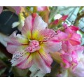 Семена Adenium Obesum Desert rose DOUBLE SHEER LOVE