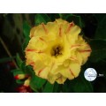 Семена Адениум (Adenium) Obesum CODE26