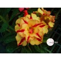 Семена Адениум (Adenium) Obesum CODE37