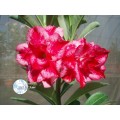 Семена Адениум (Adenium) Obesum EXCELLENT LOVER