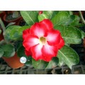 Семена Адениум (Adenium) Obesum FRAGRANT CLOUD