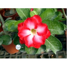 Семена Адениум Тучный FRAGRANT CLOUD
