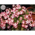 Семена Адениум (Adenium) Obesum NOBLE CONCUBINE