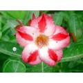 Семена Адениум (Adenium) Obesum NOCTURNE