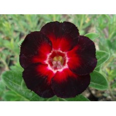 Семена Адениум Тучный STAR OF BLACK NIGHT