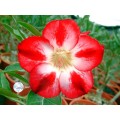 Семена Адениум (Adenium) Obesum STAR OF TOMORROW