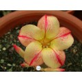 Семена Адениум (Adenium) Obesum STAR OF YELLOW DREAM