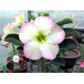 Семена Адениум (Adenium) Obesum SUPER PERFUME