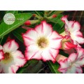 Семена Адениум (Adenium) Obesum URANIAN