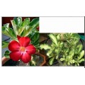 Семена Адениум (Adenium) Obesum VARIEGATED LEAVES RED
