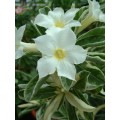 Семена Адениум (Adenium) Obesum VARIEGATED LEAVES WHITE