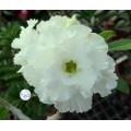 Семена Адениум (Adenium) Obesum CODE88