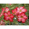 Сеянцы Адениум (Adenium) Obesum FLOWERS FLOWER