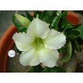 Семена Адениум (Adenium) Obesum MINI SIZE WHITE