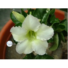 Семена Адениум Тучный MINI SIZE WHITE