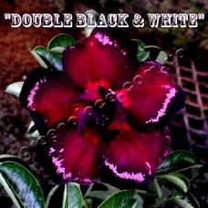 Семена Адениум Тучный DOUBLE BLACK AND WHITE
