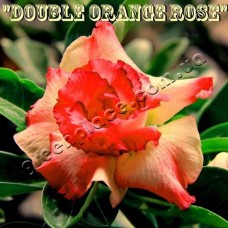 Насіння Аденіум Тучний DOUBLE ORANGE ROSE