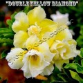 Семена Адениум (Adenium) Obesum DOUBLE YELLOW DIAMOND
